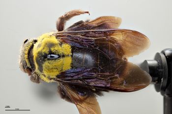 Media type: image;   Entomology 596686 Aspect: habitus dorsal view